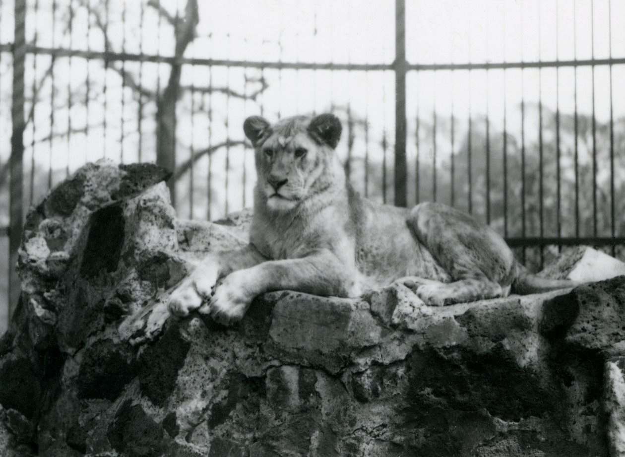 Uma leoa deitado em um walll em seu recinto no zoológico de Londres em 1923 (bw foto) de Frederick William Bond