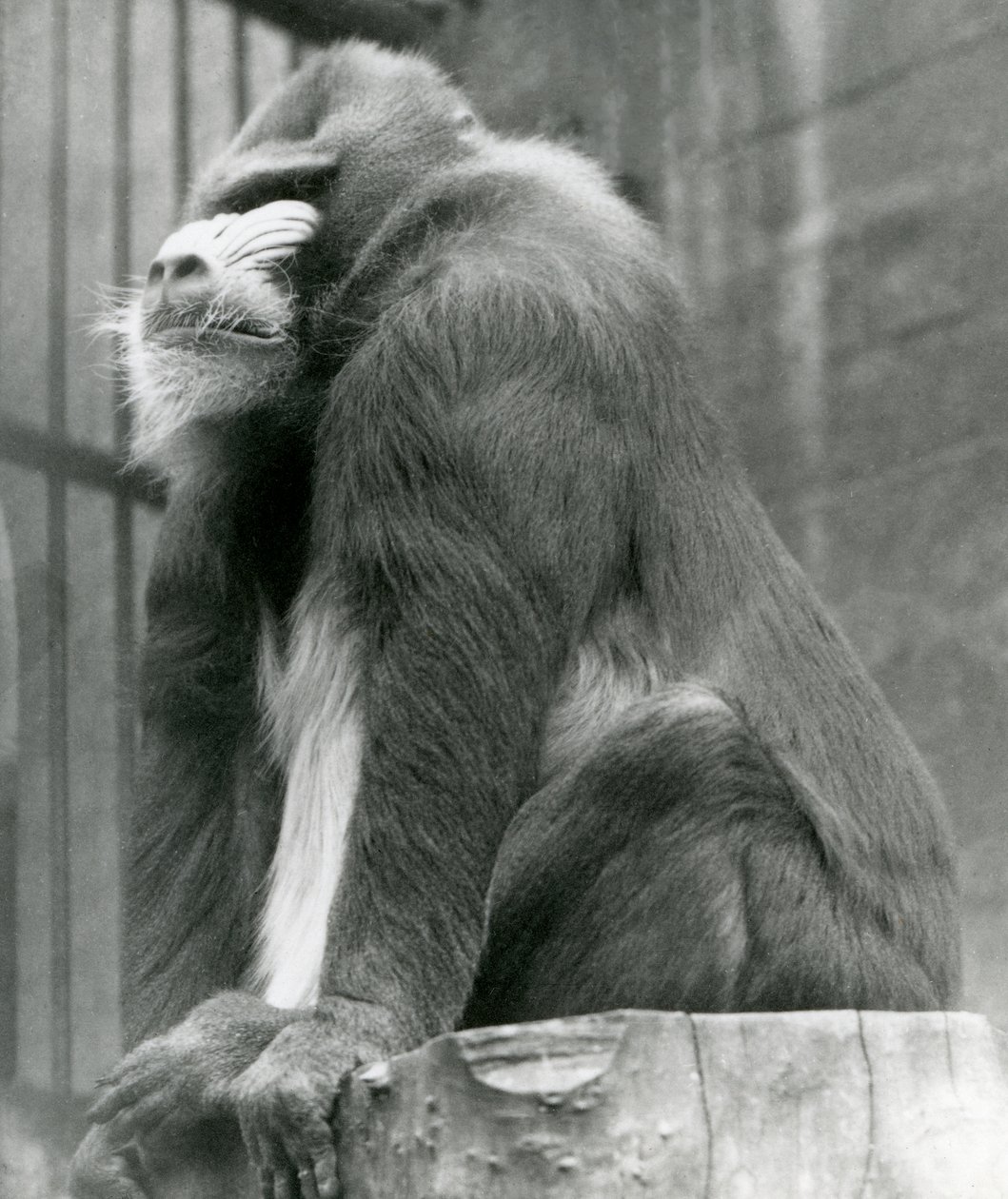 Um macho Mandrill George sentado em um log em seu recinto, zoológico de Londres, de agosto de 1923 (bw foto) de Frederick William Bond