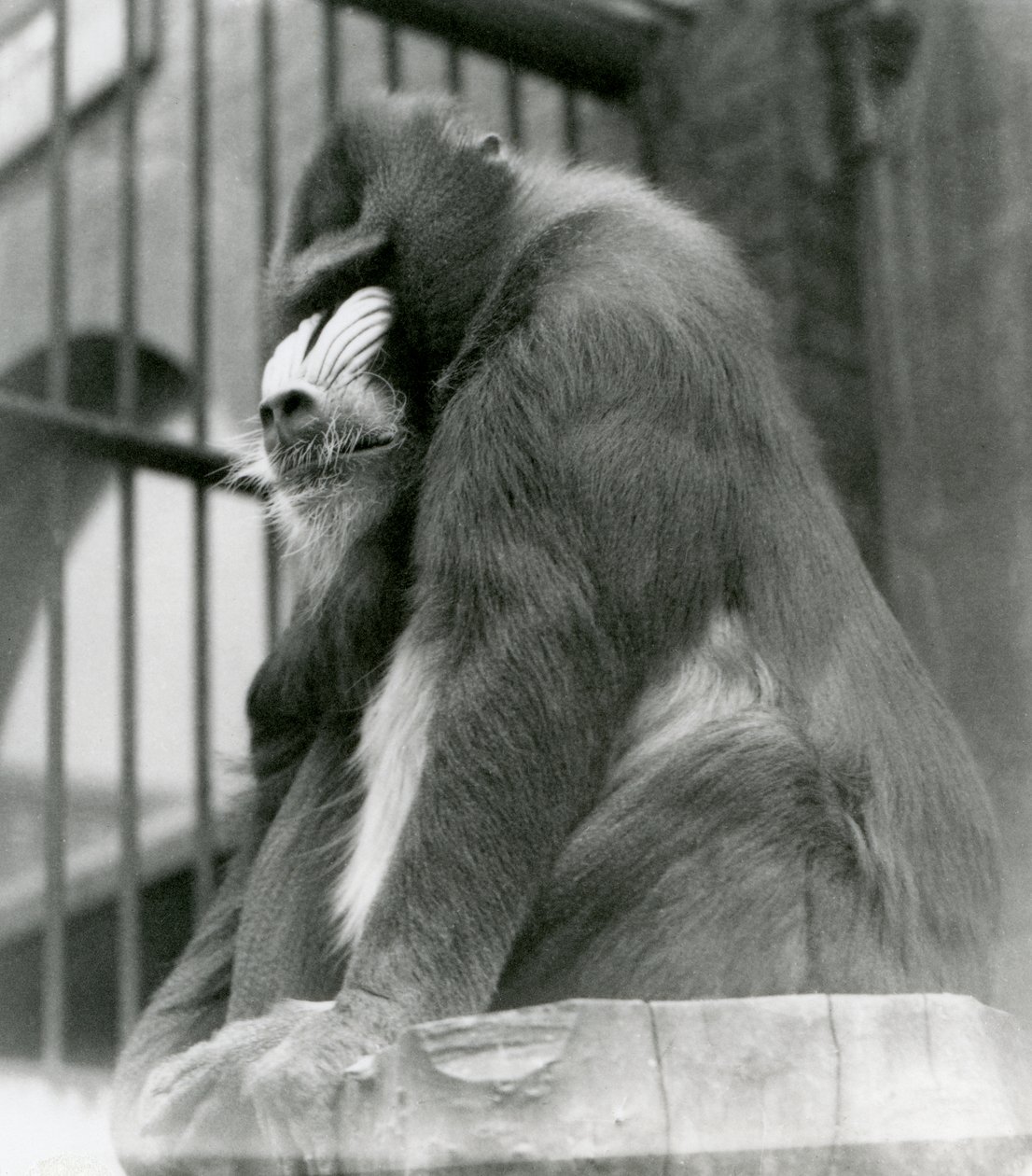 Um macho Mandrill George sentado em um log em seu recinto, zoológico de Londres, de agosto de 1923 (bw foto) de Frederick William Bond