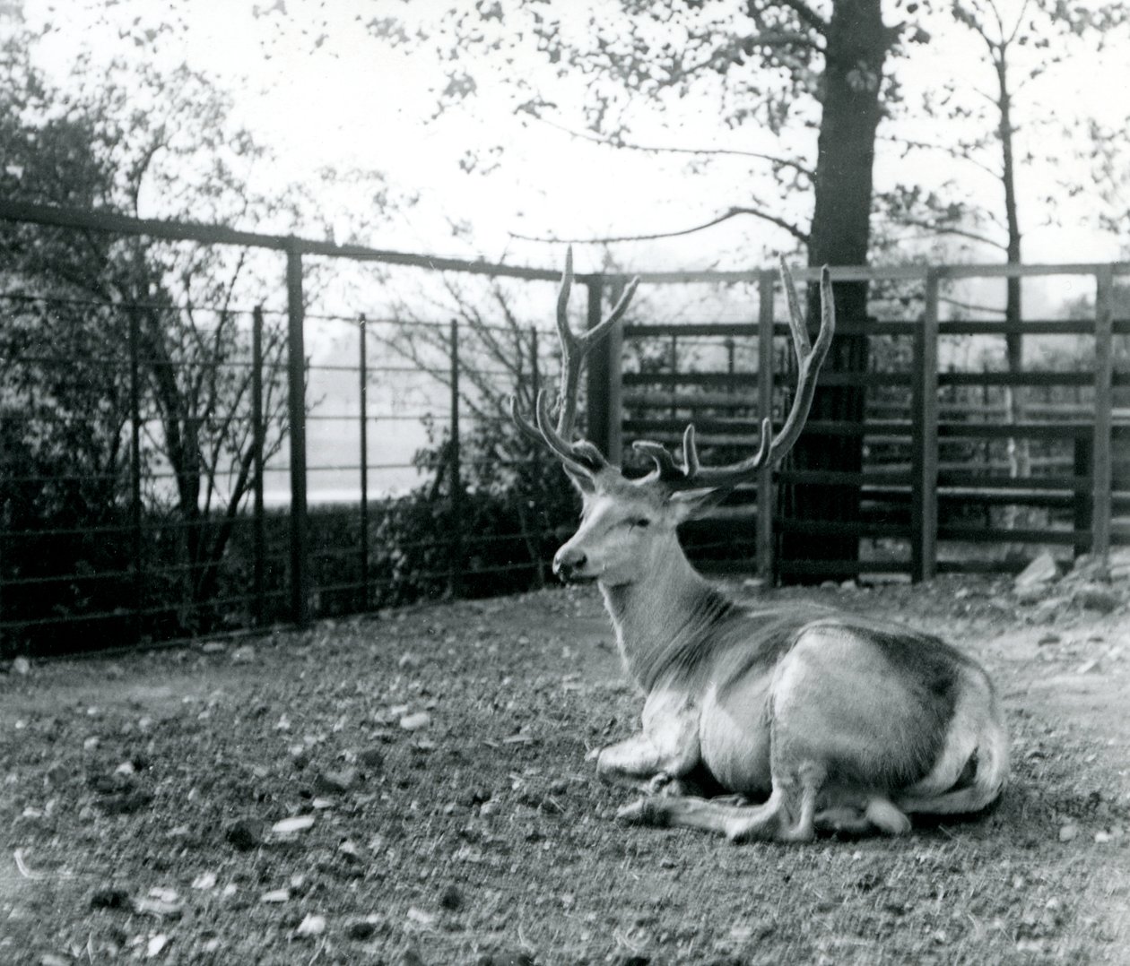 Veado maduro de um cervo de Wallich, também conhecido como Shou, centro-asiático ou veado-vermelho-tibetano, sentado no zoológico de Londres, em setembro de 1913 de Frederick William Bond