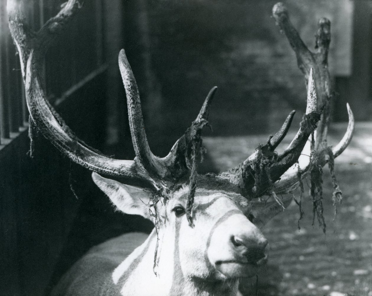 Um cervo de Wallich&39;s Deer maduro, derramando veludo no zoológico de Londres, em outubro de 1922 de Frederick William Bond