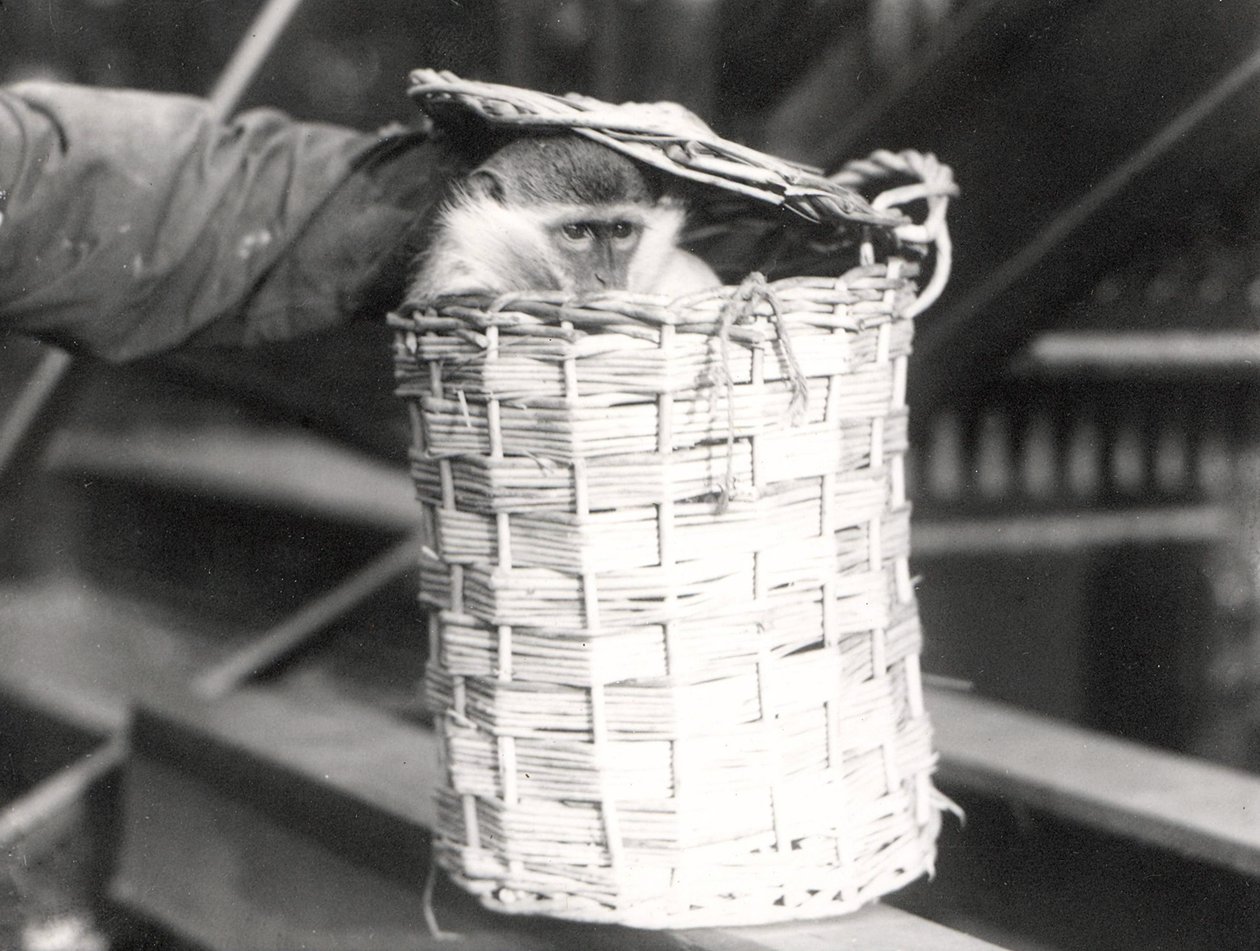 Um macaco em uma cesta no ZSL London Zoo, dezembro de 1922 de Frederick William Bond