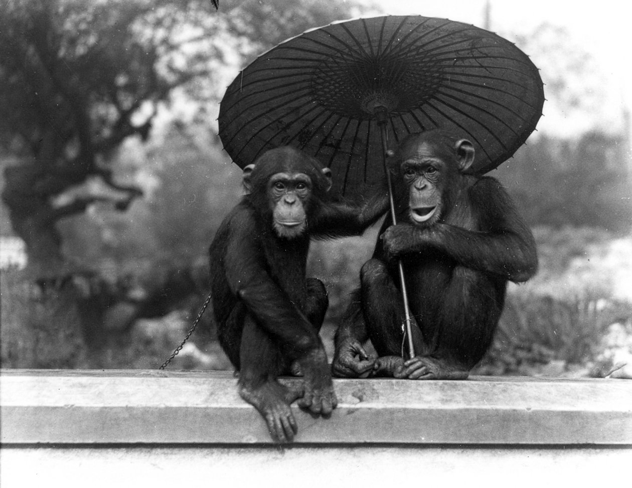 Um par de chimpanzés no ZSL London Zoo, 1931 de Frederick William Bond