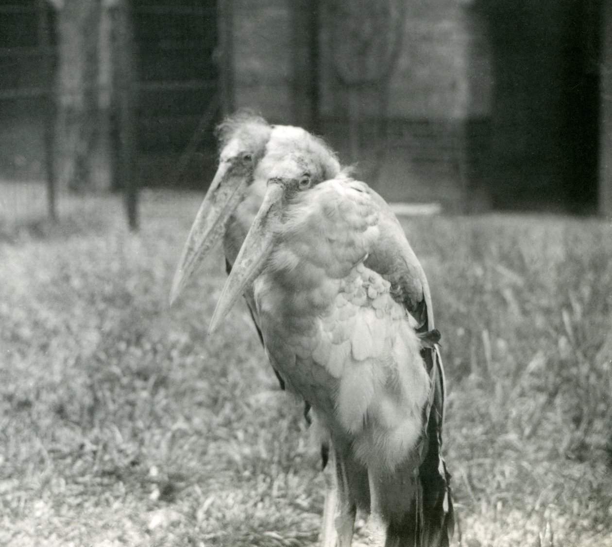 Um par de cegonhas Ajudantes GreaterIndian no Zoológico de Londres, em setembro de 1923 (foto bw) de Frederick William Bond