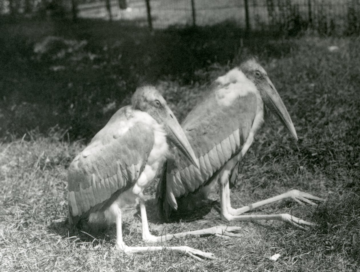 Um, par, de, GreaterIndian, ajudante, cegonhas, sentando, em, jardim zoológico londres, setembro, 1923, (bw, photo) de Frederick William Bond