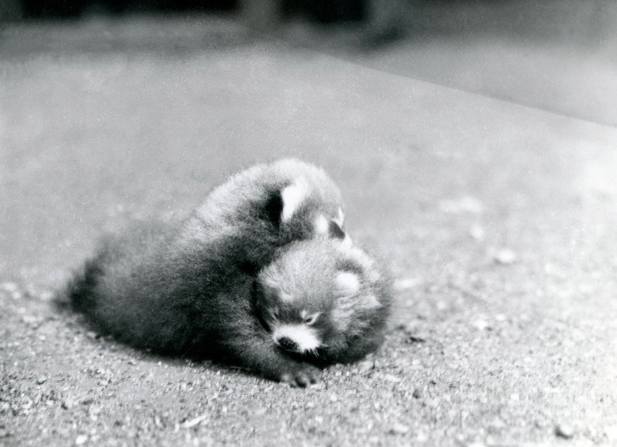 Um, par, de, bebê, vermelho, pandas, em, londres, jardim zoológico, 1919 de Frederick William Bond
