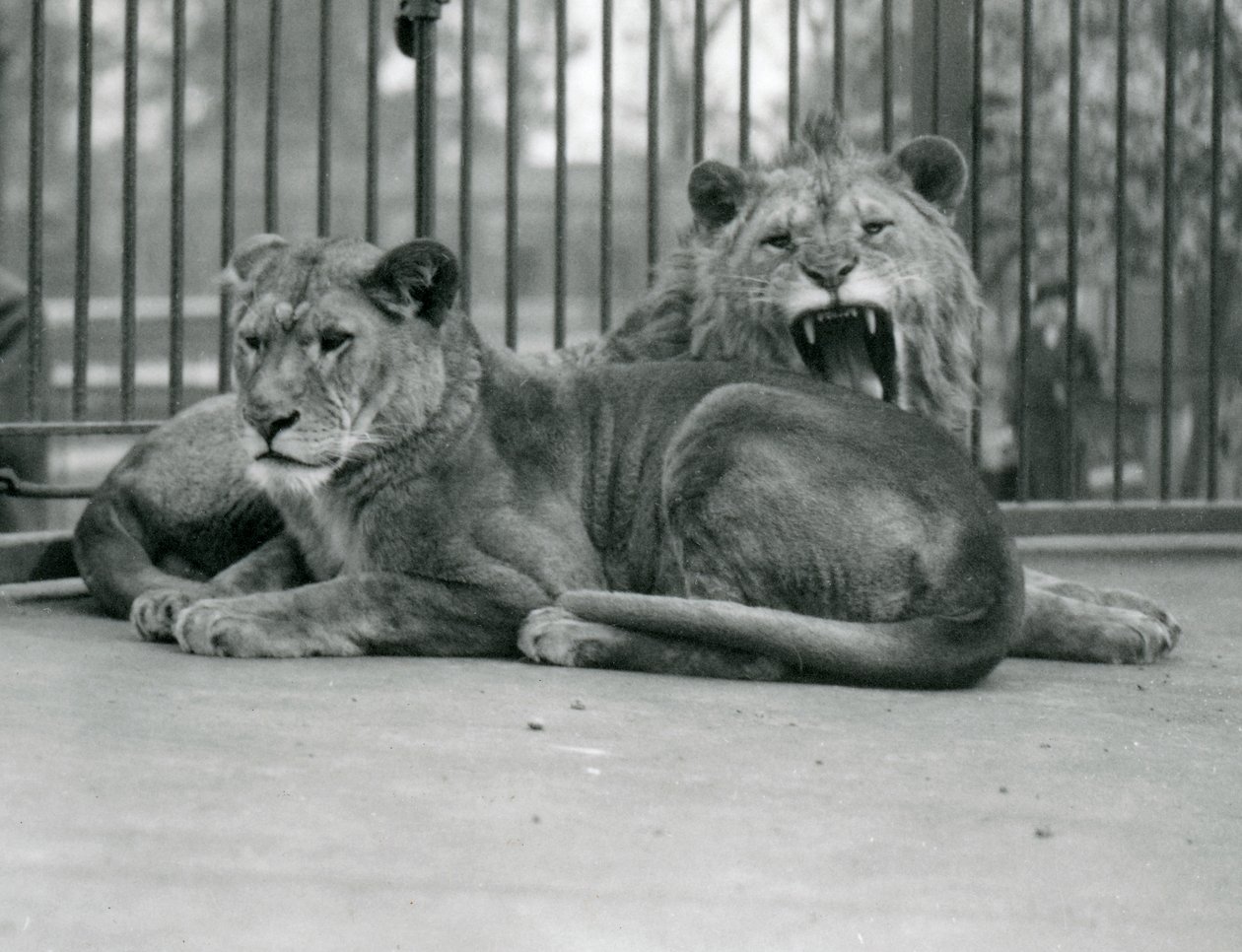 Um par de leões, Abdullah e Fátima, Zoológico de Londres, maio de 1923 (foto bw) de Frederick William Bond