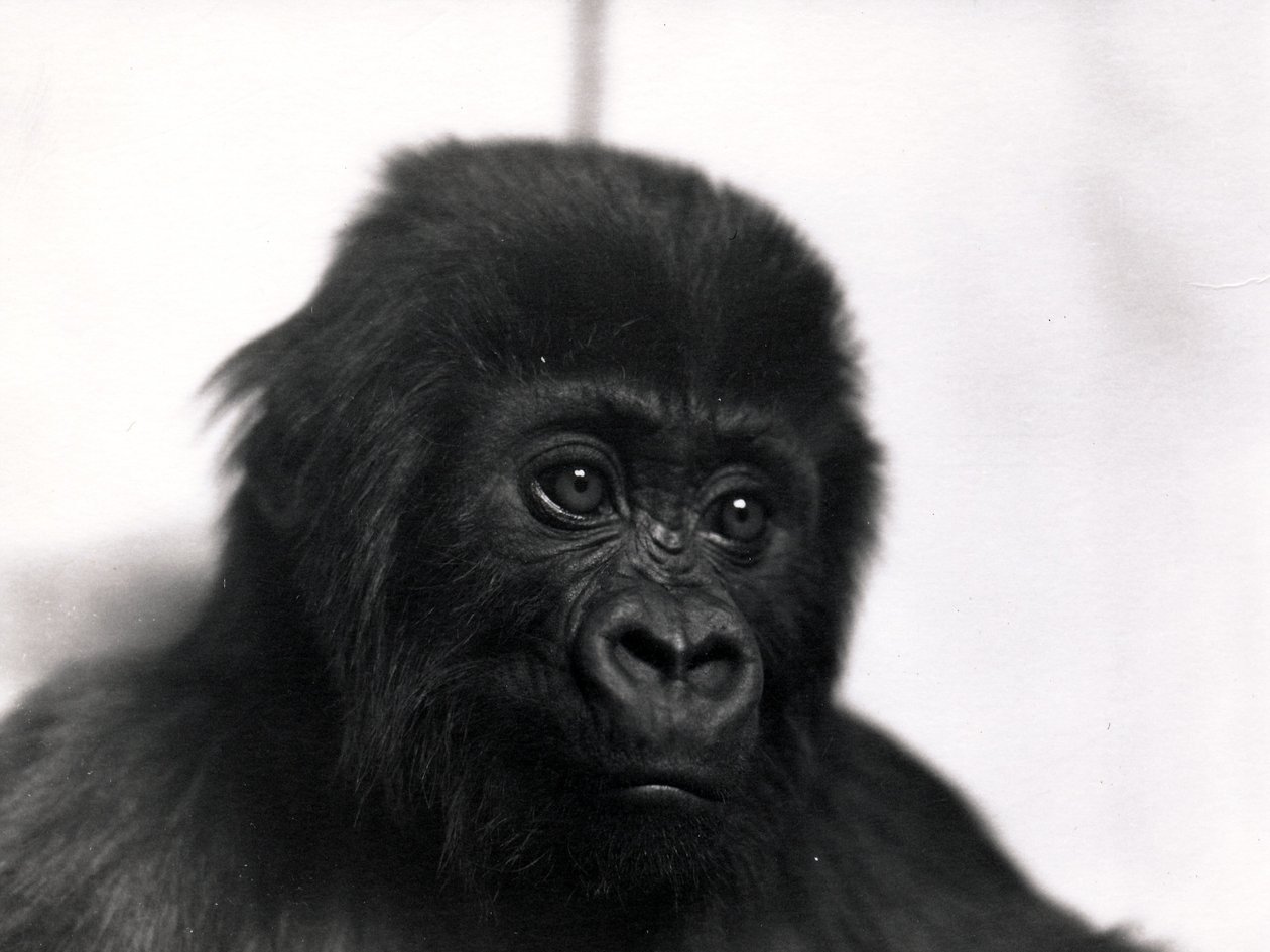 Um retrato do gorila &39;Meng&39;, 1939 de Frederick William Bond
