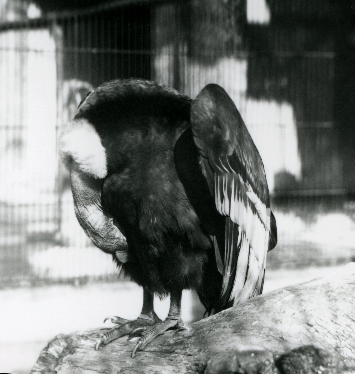 Um Condor Andino adormecido no Zoológico de Londres, 1923 (foto bw) de Frederick William Bond