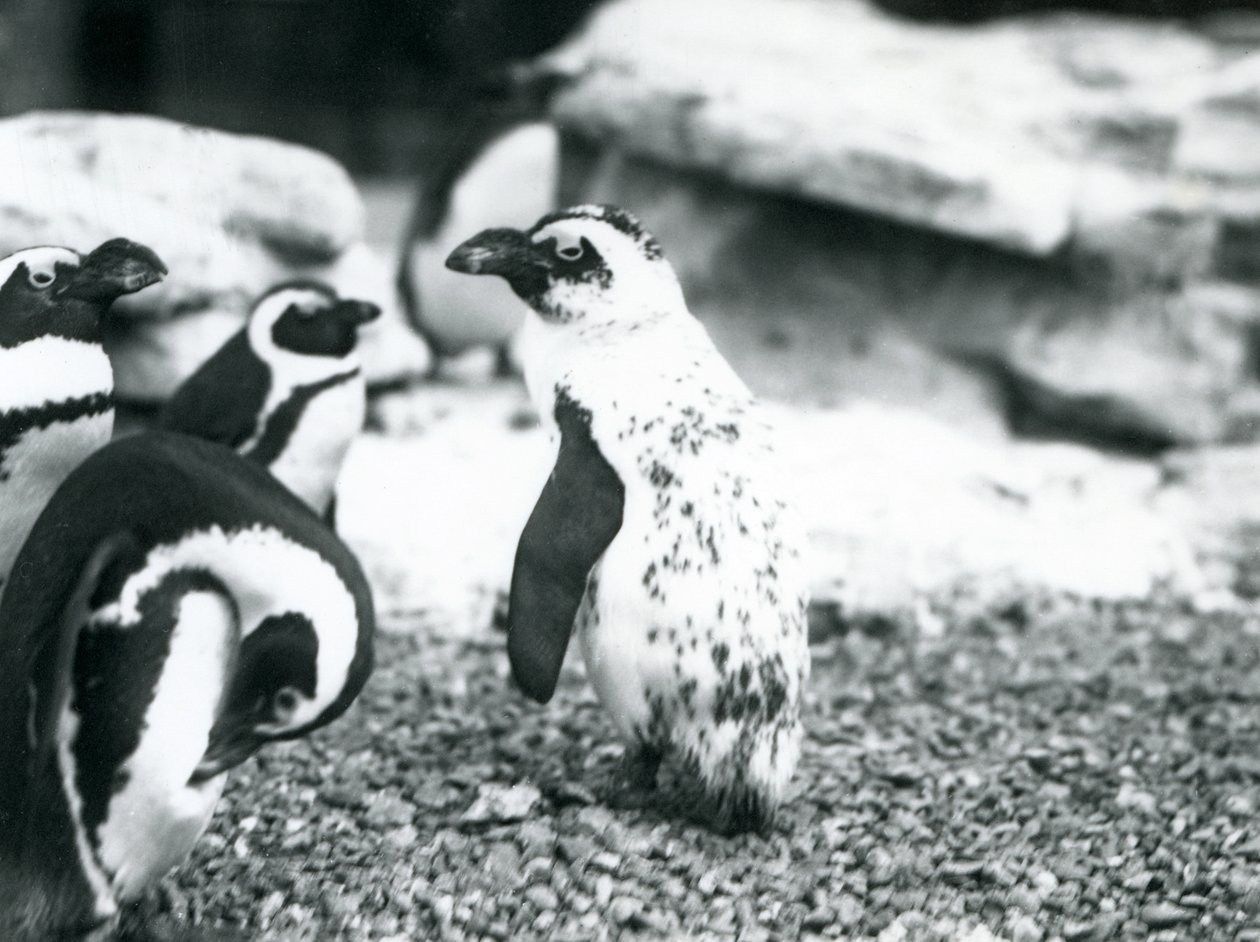 Um pequeno grupo de pinguins de patas negras, incluindo um com marcas aberrantes, no Zoológico de Londres, em maio de 1914 de Frederick William Bond