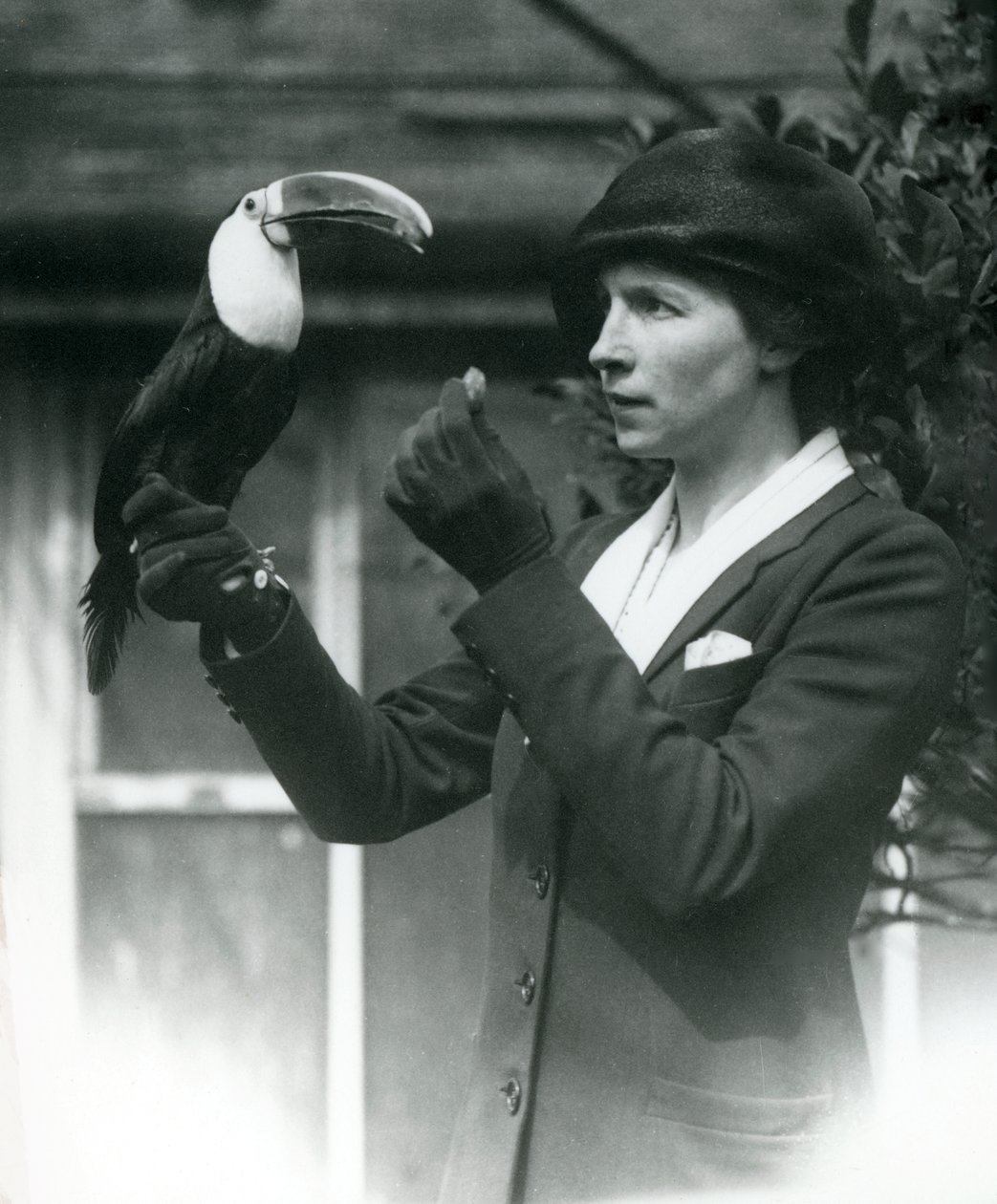 Um tucano branco-throated é alimentado por uma senhora, enquanto empoleira-se em sua mão enluvada, London Zoo, 1923 (foto bw) de Frederick William Bond
