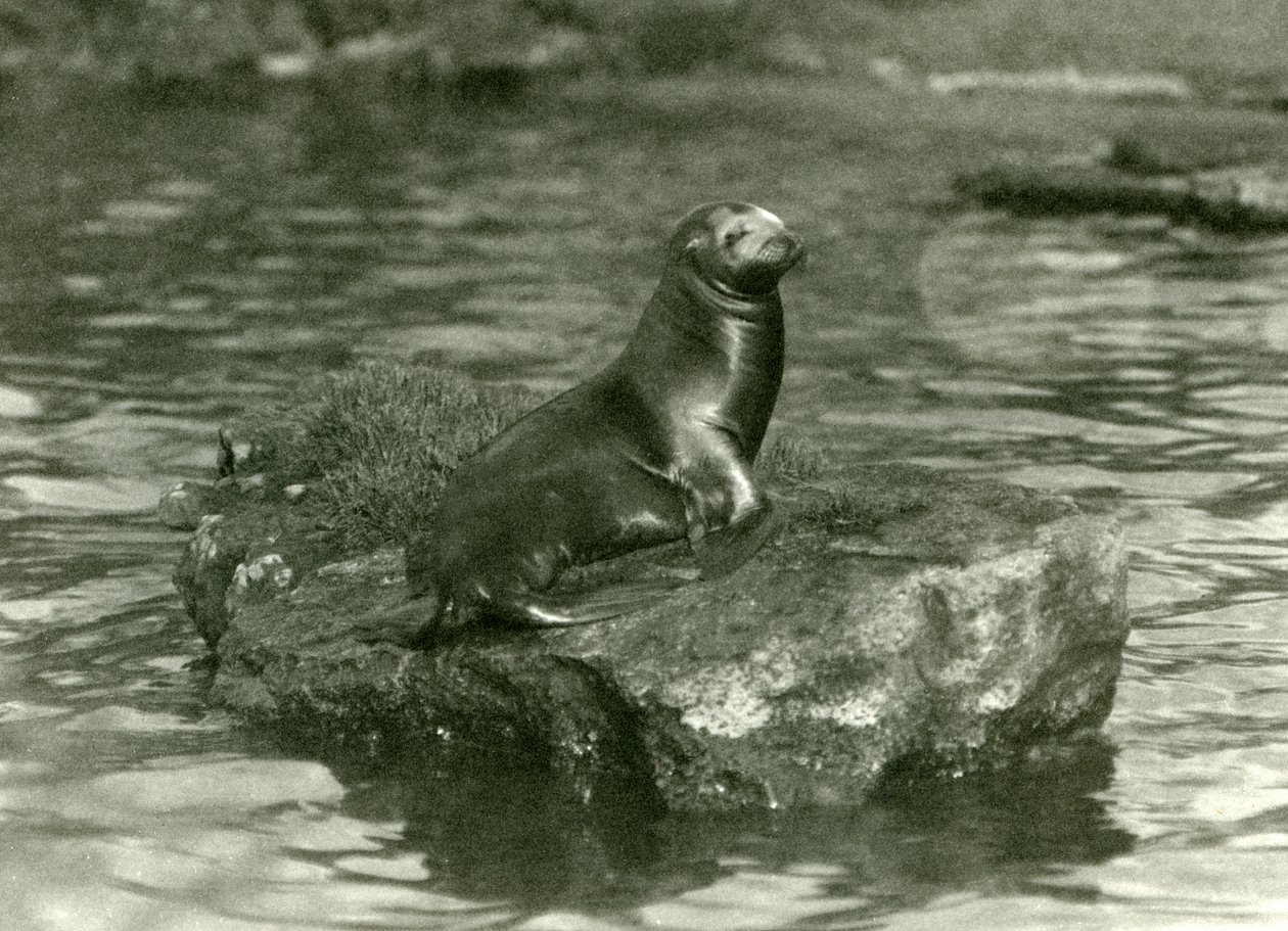 Um jovem leão-marinho californiano sentado em uma pedra em sua piscina no zoológico de Londres, em outubro de 1923 (foto bw) de Frederick William Bond