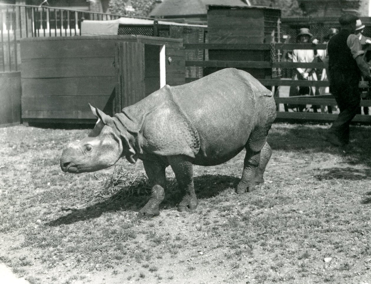 Um jovem rinoceronte indiano no zoológico de Londres, em junho de 1922 de Frederick William Bond