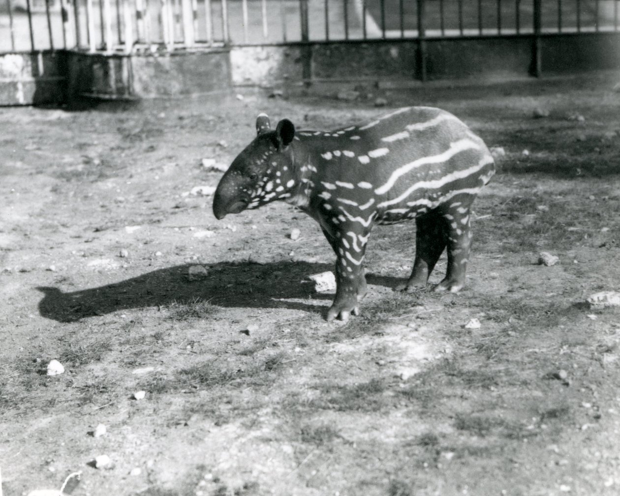 Uma jovem Anta Malaia no zoológico de Londres, 5 de outubro de 1921 de Frederick William Bond