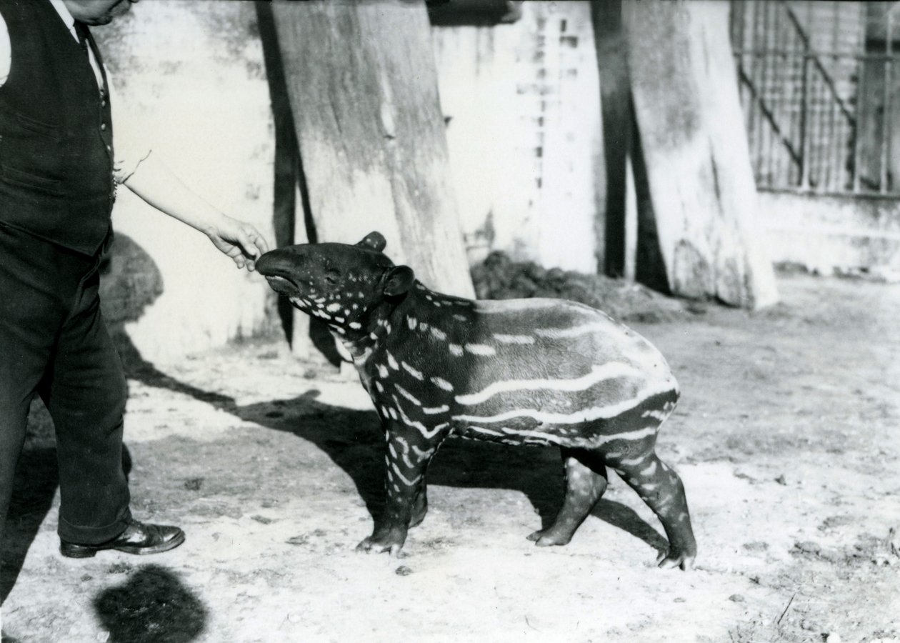 Um jovem anta malaia com guardião no zoológico de Londres, 18 de outubro de 1921 de Frederick William Bond