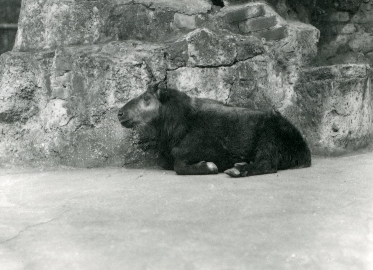 Um jovem Takin, também conhecido como Cattle Chamois ou Gnu Goat, Zoológico de Londres, abril de 1923 (bw photo) de Frederick William Bond