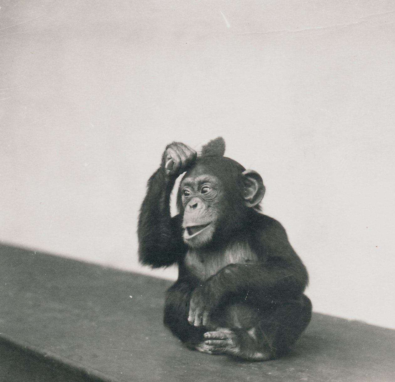 Um jovem chimpanzé, Johnnie, brincando com um pincel, 1923 de Frederick William Bond