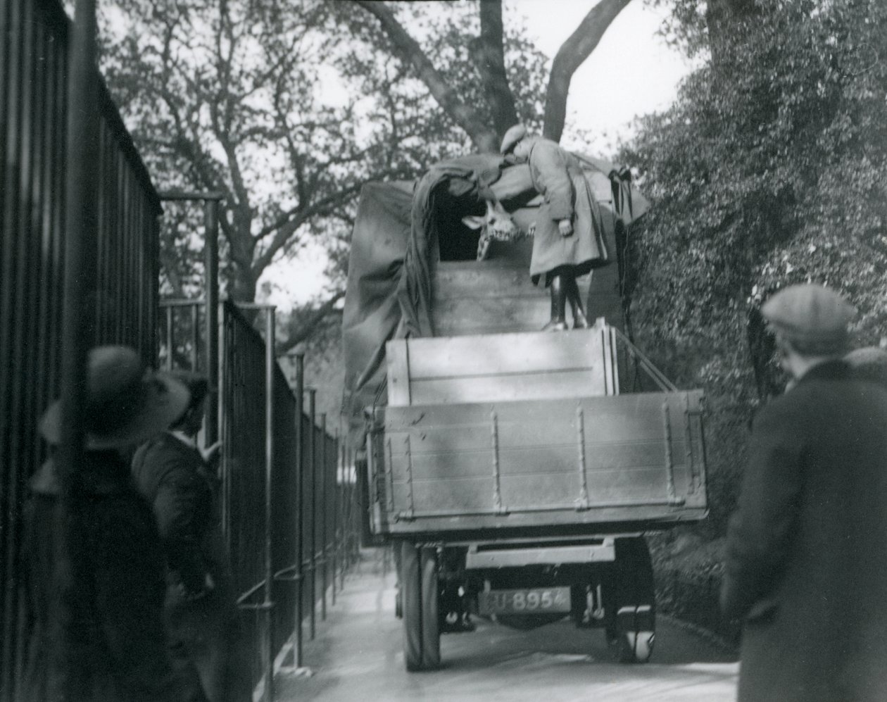 Uma jovem girafa chegando ao zoológico de Londres, maio de 1923 (foto bw) de Frederick William Bond