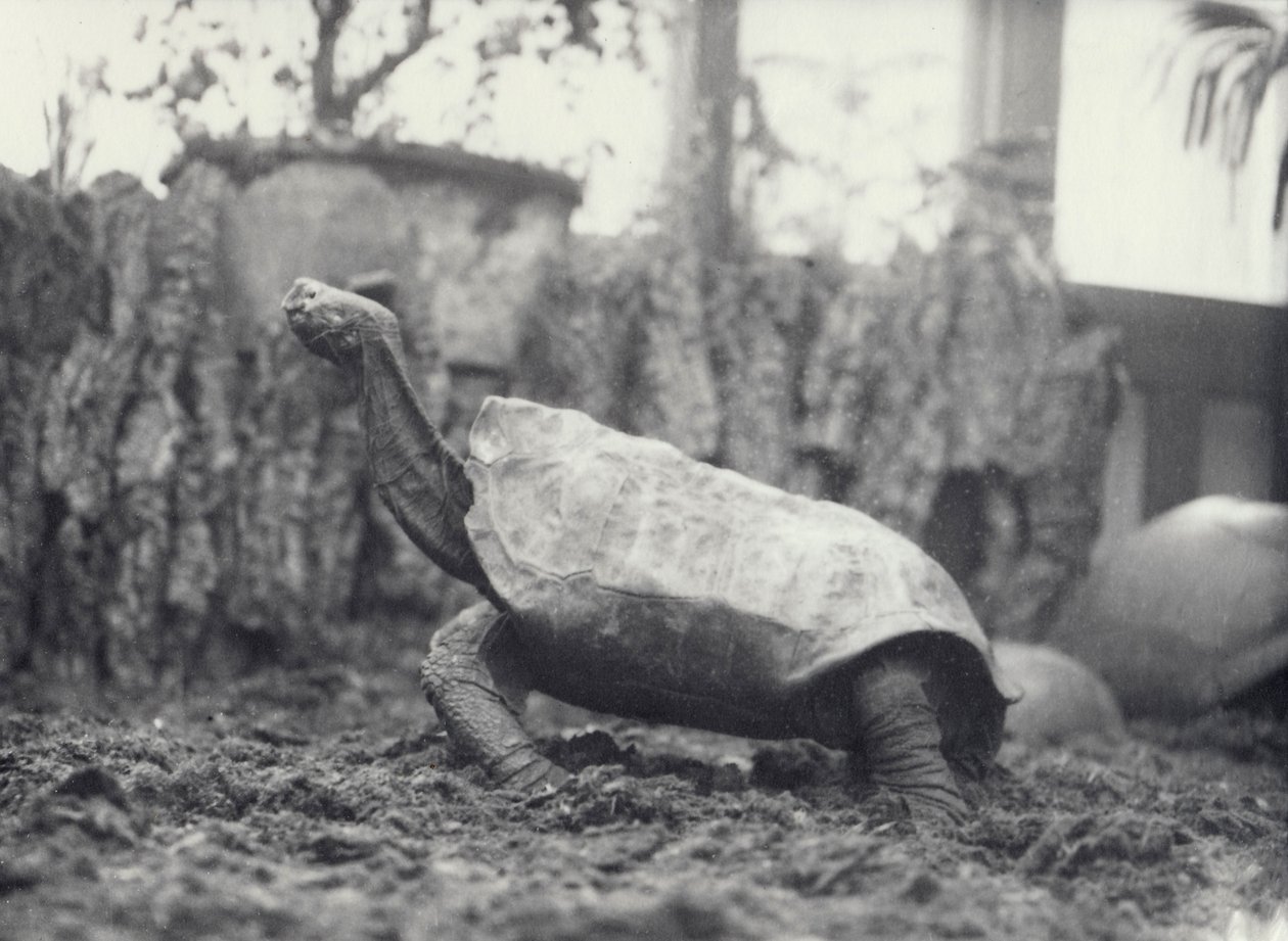 AbingdonPinta Island Tartaruga Gigante no Zoológico de Londres, março de 1914 de Frederick William Bond