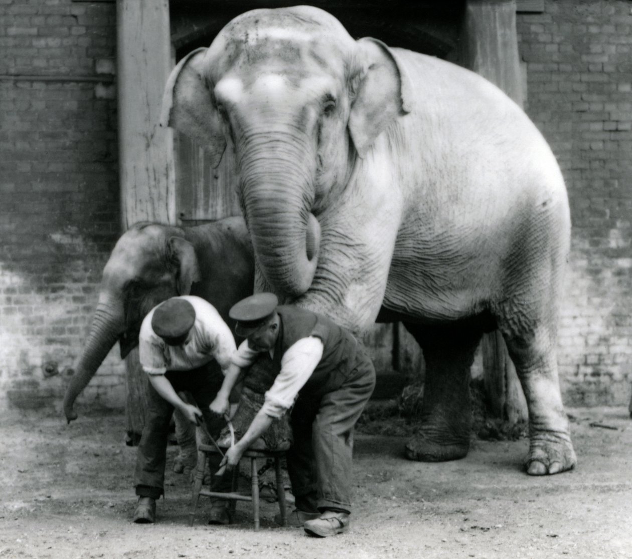 Adulto feminino elefante indiano, Assam Lukhi com o guarda Charles Eyles, com os pés aparados no zoológico de Londres, em setembro de 1923 (foto bw) de Frederick William Bond