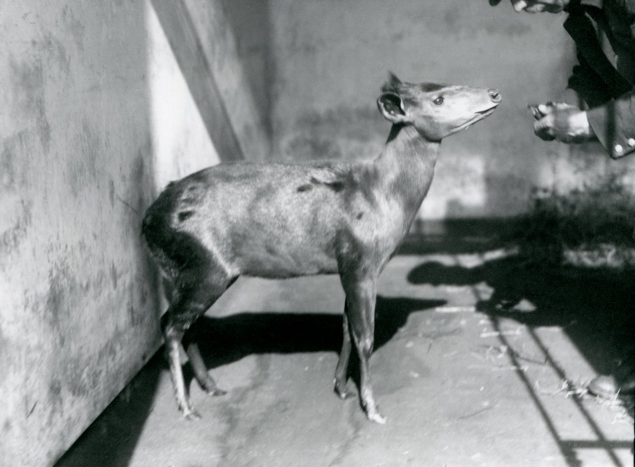 Duiker de um Abbott no zoológico de Londres, abril de 1922 de Frederick William Bond