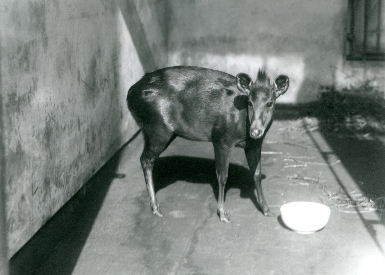 Duiker de um Abbott no zoológico de Londres, abril de 1922 de Frederick William Bond