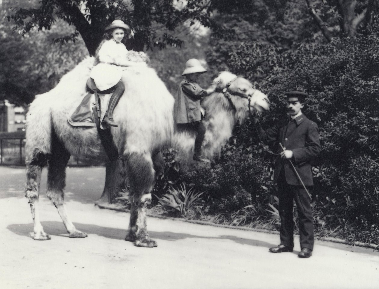 Um camelo árabe com goleiro sendo carregado por duas crianças, uma menina em sua corcova e uma criança mais nova em seu pescoço, o zoológico de Londres, em maio de 1914 de Frederick William Bond