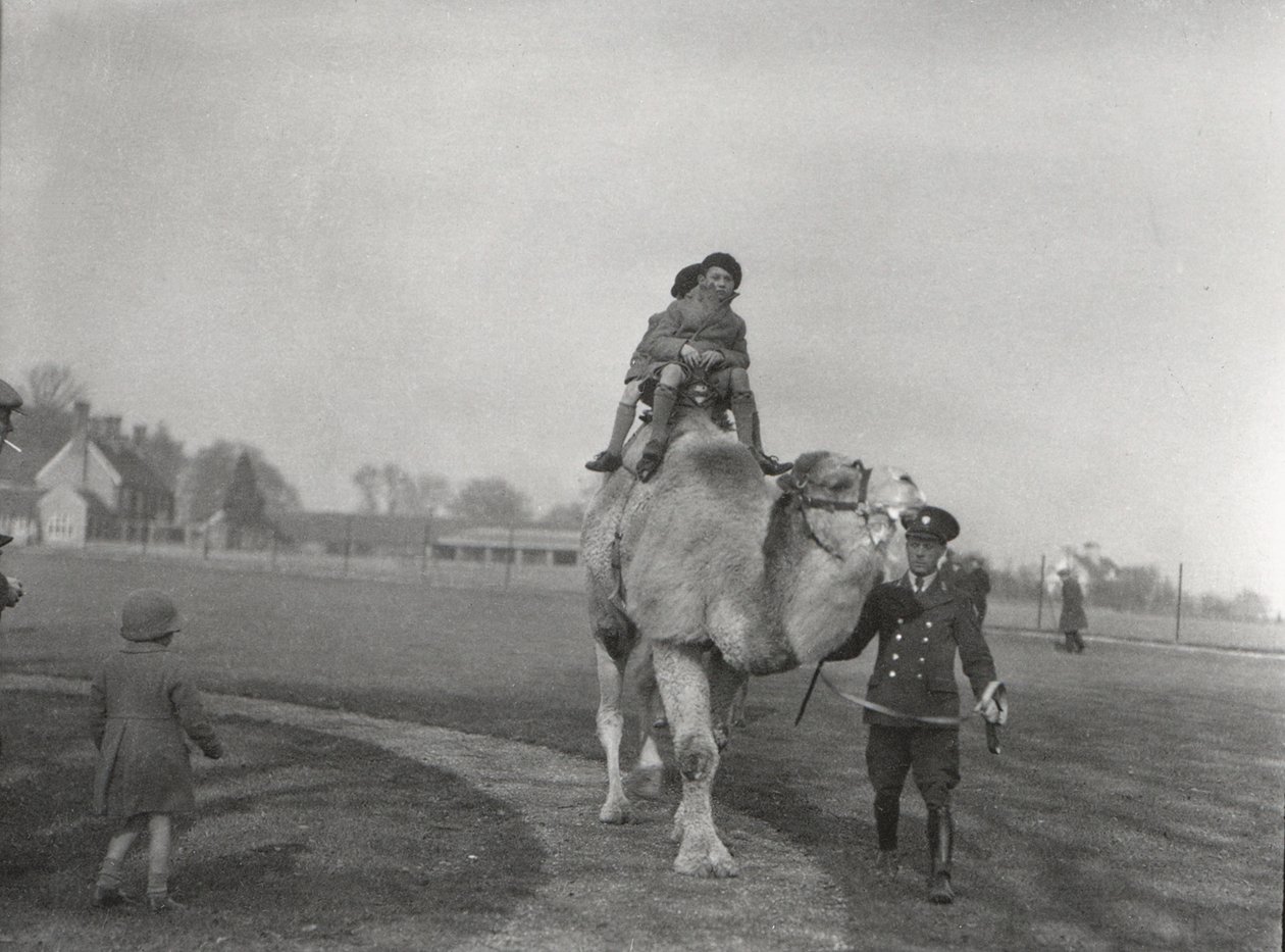 Um camelo árabe levando um par de crianças para um passeio no ZSL Whipsnade, março de 1932 de Frederick William Bond