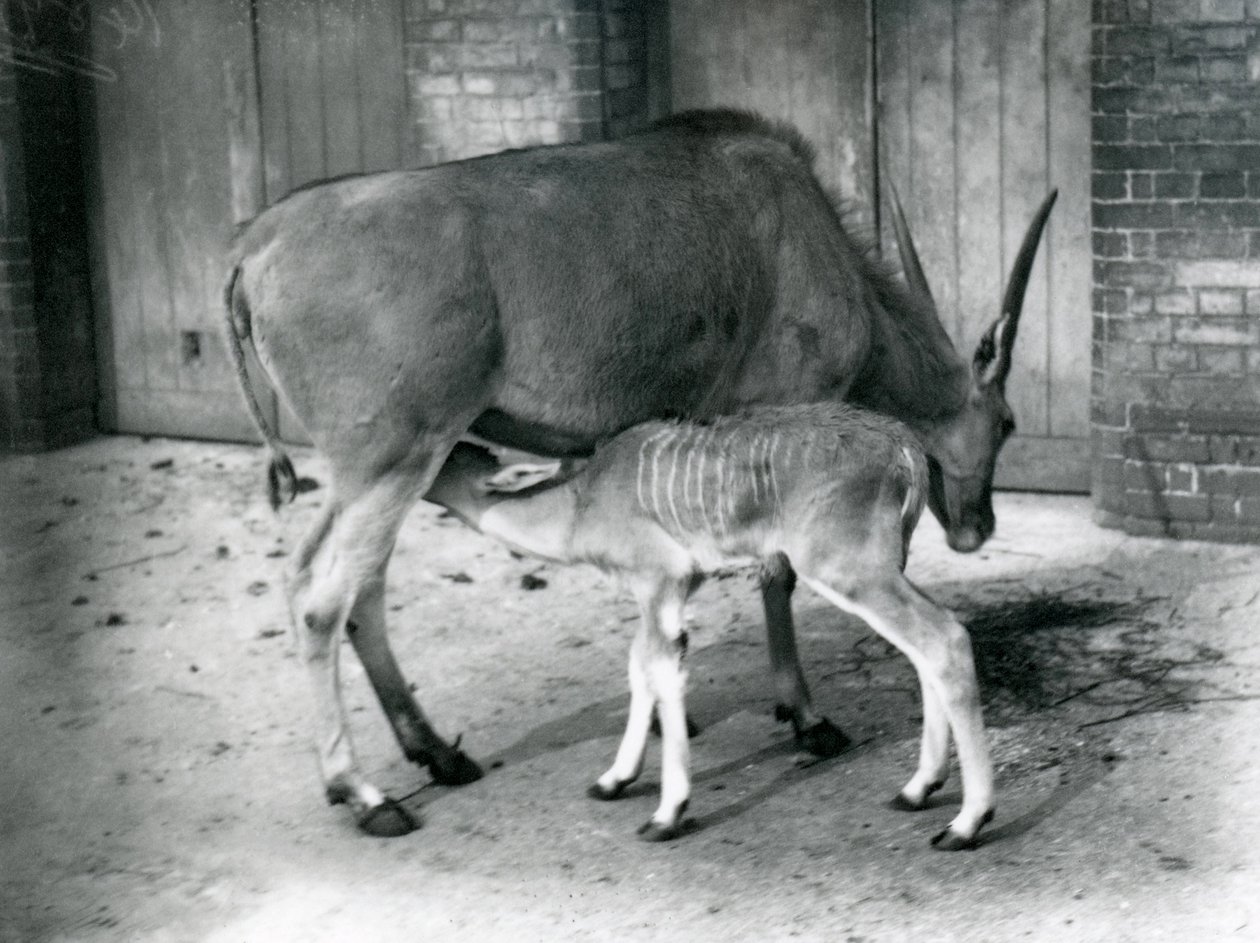 Um antílope Eland alimentando seus filhotes no zoológico de Londres, 1920 de Frederick William Bond