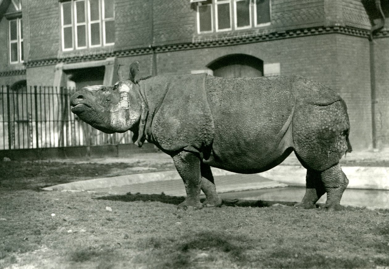 Um rinoceronte indiano no zoológico de Londres, outubro de 1922 de Frederick William Bond
