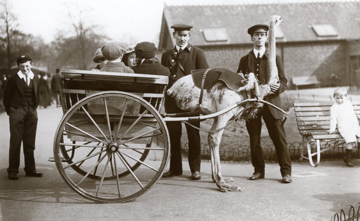 Um passeio de carrinho de avestruz com crianças e detentores George Blore e William Dexter no zoológico de Londres, c.1913 de Frederick William Bond