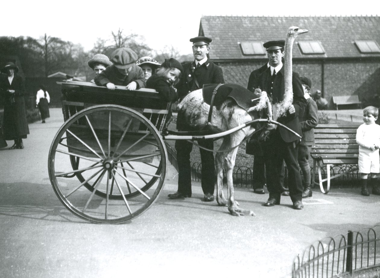 Um passeio de carrinho de avestruz com crianças e detentores George Blore e William Dexter no zoológico de Londres, c.1913 de Frederick William Bond