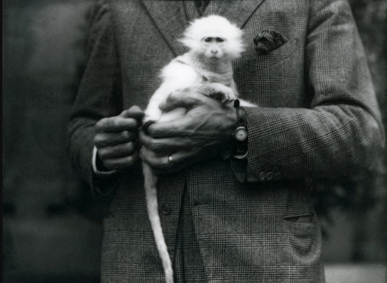 Um macaco albino do Velho Mundo, gênero Ceropithecus, sendo mantido no zoológico de Londres, em julho de 1922 de Frederick William Bond