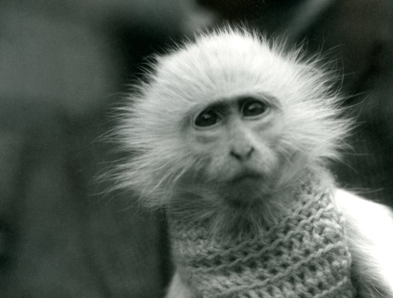 Um macaco albino do Velho Mundo, gênero Ceropithecus, vestindo um suéter no zoológico de Londres em julho de 1922 (foto bw) de Frederick William Bond