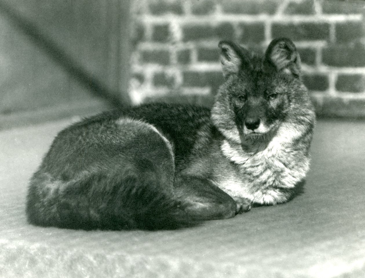Um Dhole em perigo ou um cão selvagem asiático descansando no zoológico de Londres, 1923 (foto bw) de Frederick William Bond