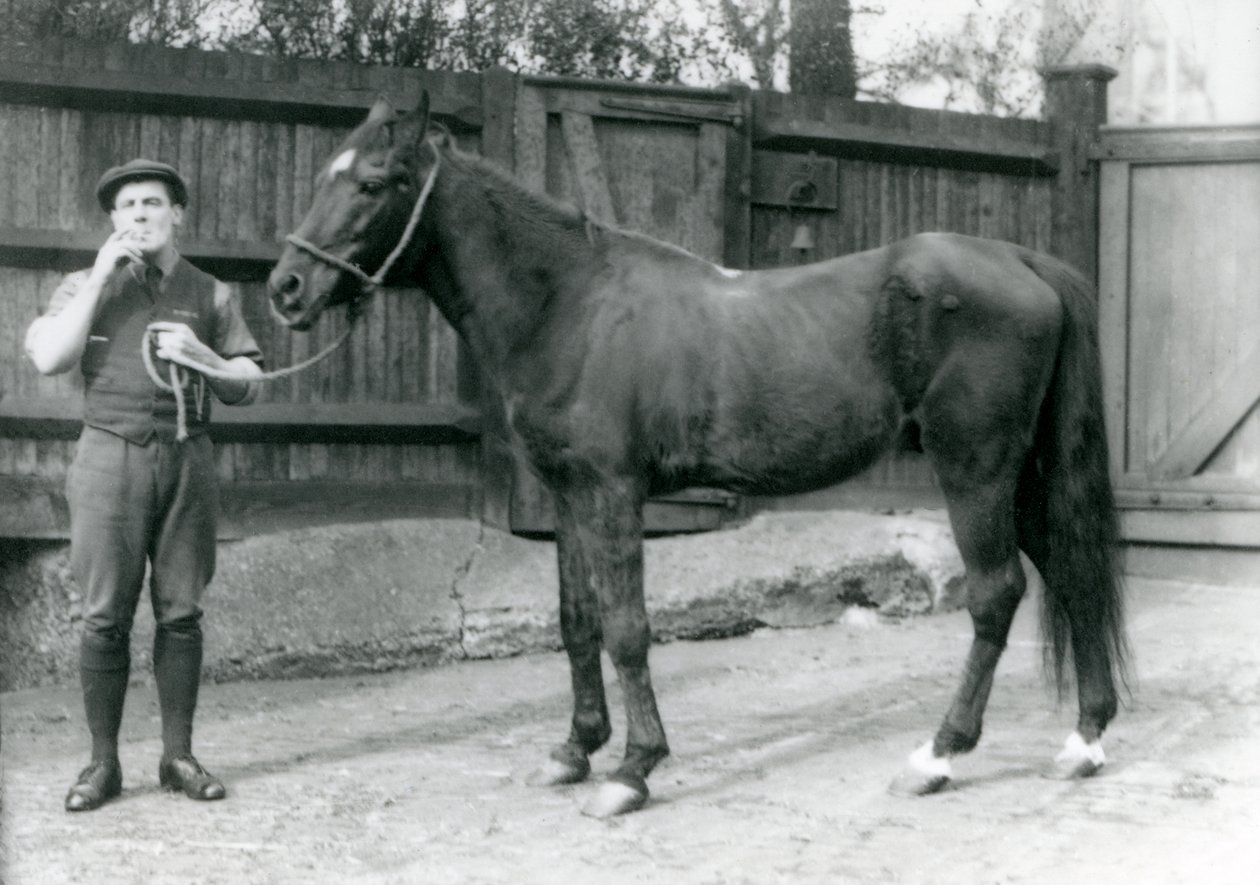 Garanhão árabe Dwarka com Pony Moore, um motorista de van, zoológico de Londres, 1921 (foto bw) de Frederick William Bond