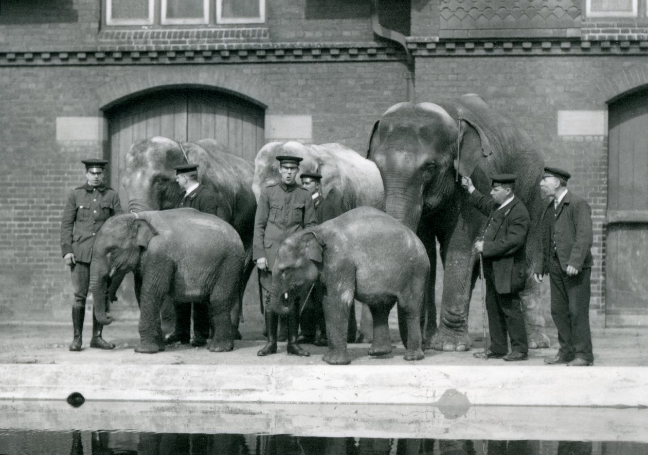 Elefantes asiáticos com seus guardiões, incluindo Charles Eyles, no Zoológico de Londres, em abril de 1914 de Frederick William Bond