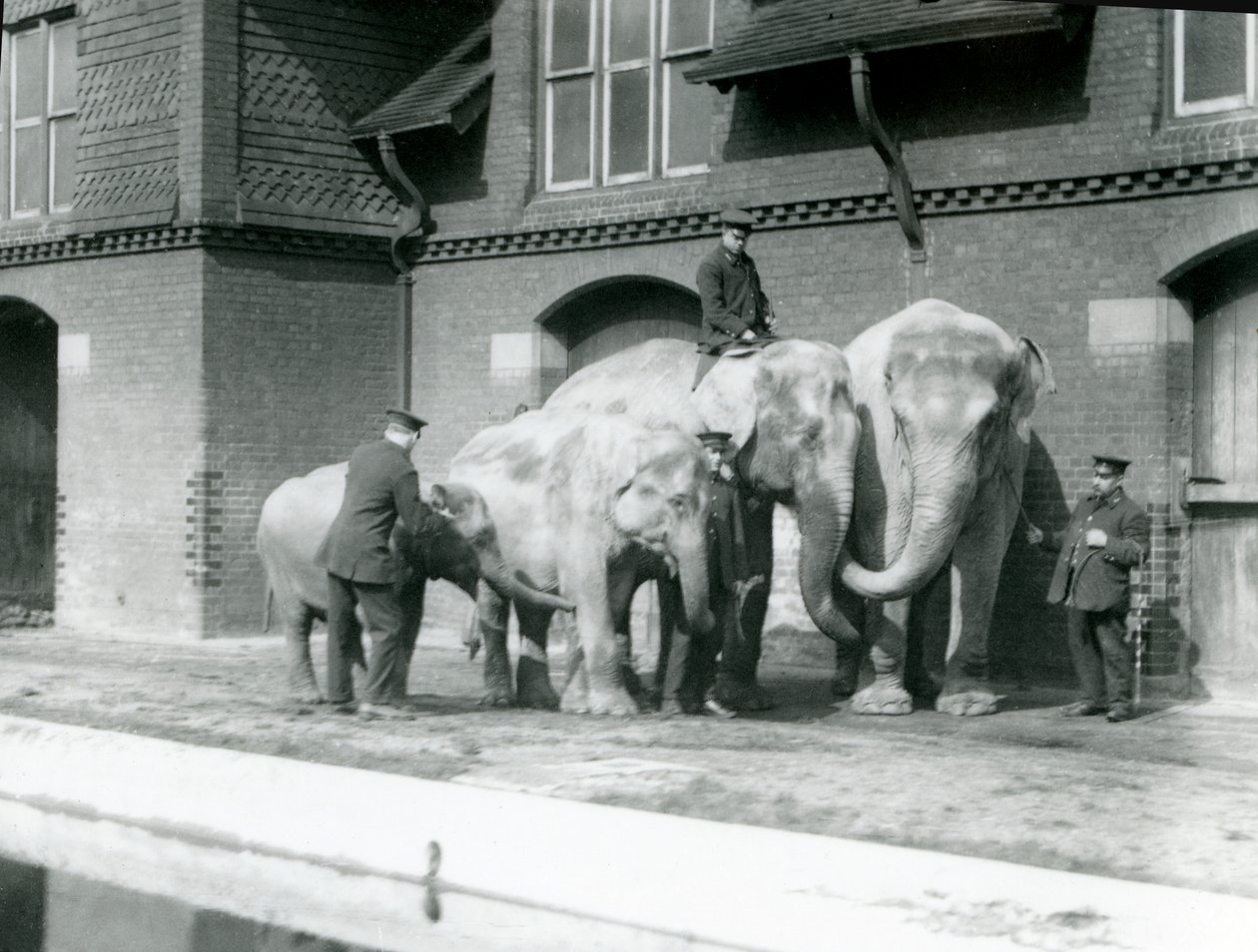 Elefantes asiáticos, dois adultos e dois jovens, com seus guardiões no zoológico de Londres, pré 1930 (foto bw) de Frederick William Bond
