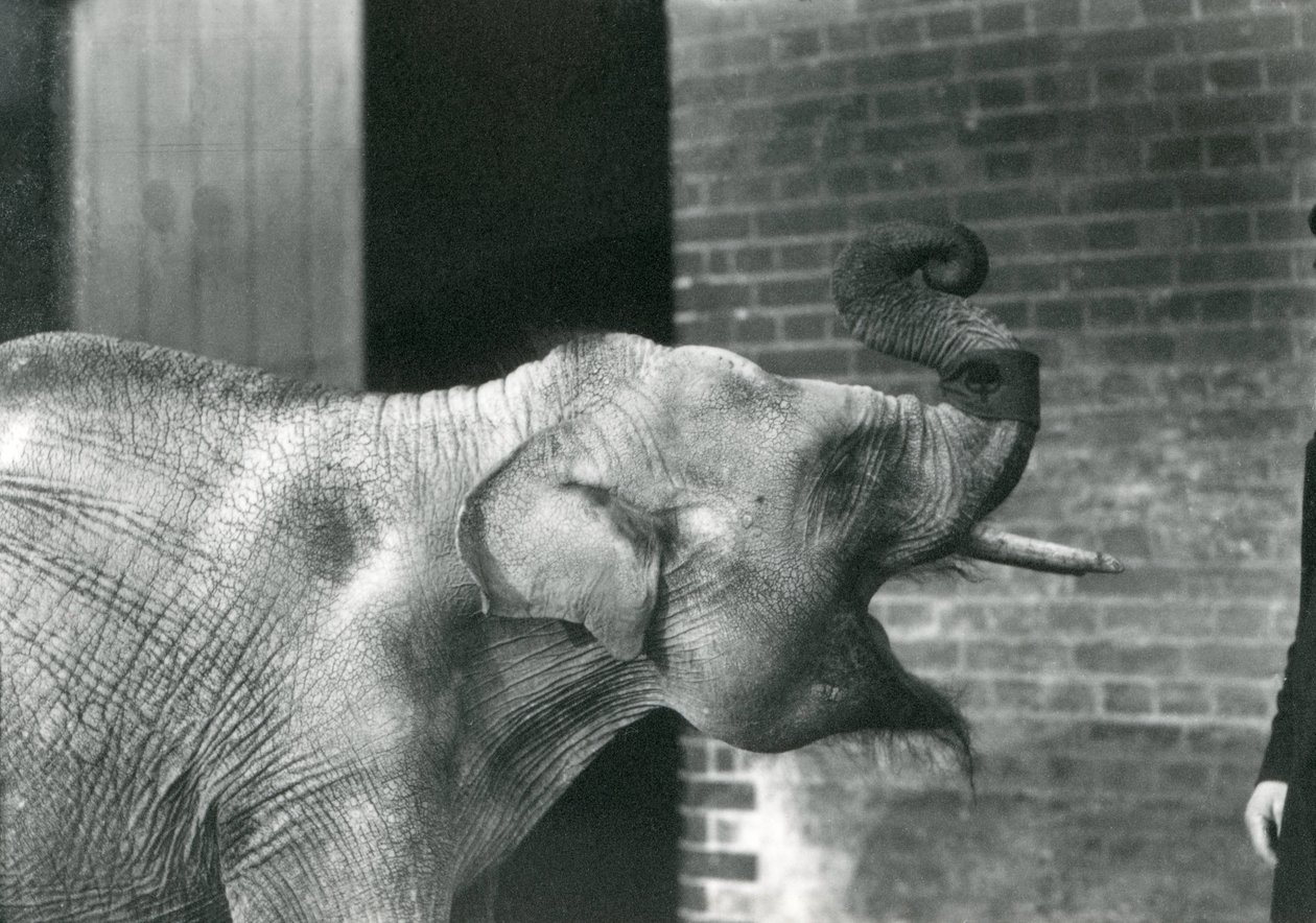 Elefante asiático do bebê com depositário, jardim zoológico novembro de 1915 de Londres. O elefante está vestindo um bracelete em torno do seu &39;tronco. de Frederick William Bond