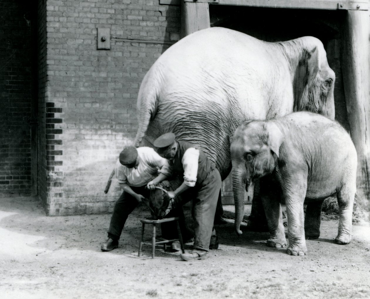 Bebê elefante indiano e adulto feminino elefante indiano, Assam Lukhi que é com o detentor Charles Eyles, com os pés aparados no zoológico de Londres, em setembro de 1923 (foto bw) de Frederick William Bond