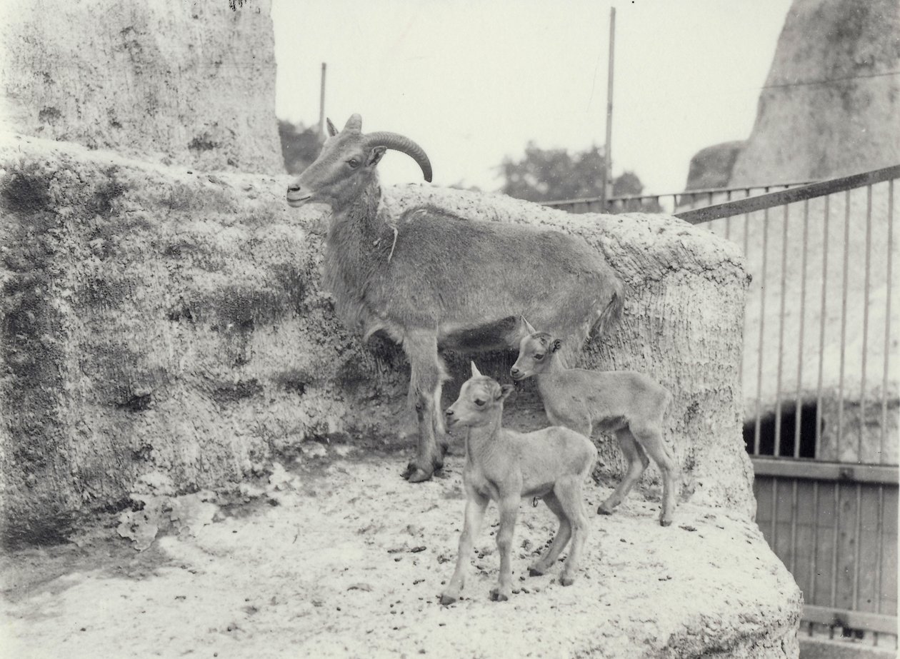 Ovelhas de Barbary com dois jovens em terraços de Mappin, zoológico de Londres, de junho de 1916 de Frederick William Bond
