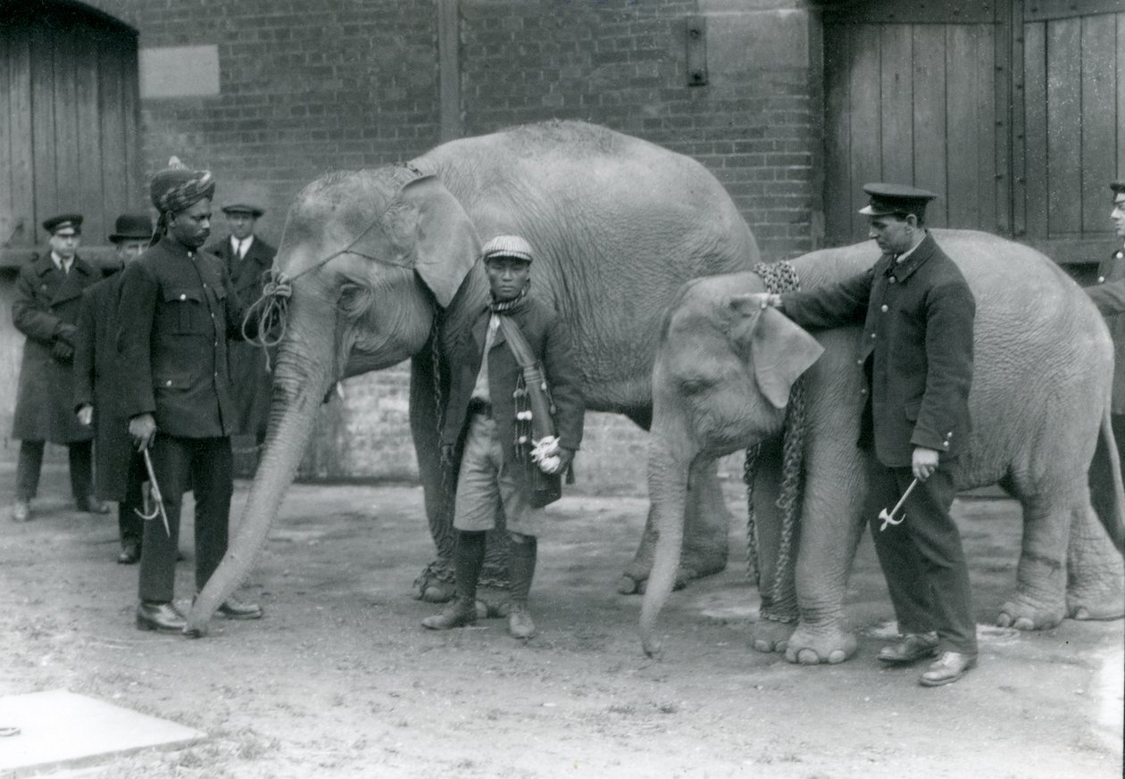 Elefantes birmaneses com goleiro, Jack Milbourne, Syed Ali (esquerda) e San Dwe (centro), Zoológico de Londres, maio de 1923 (foto bw) de Frederick William Bond