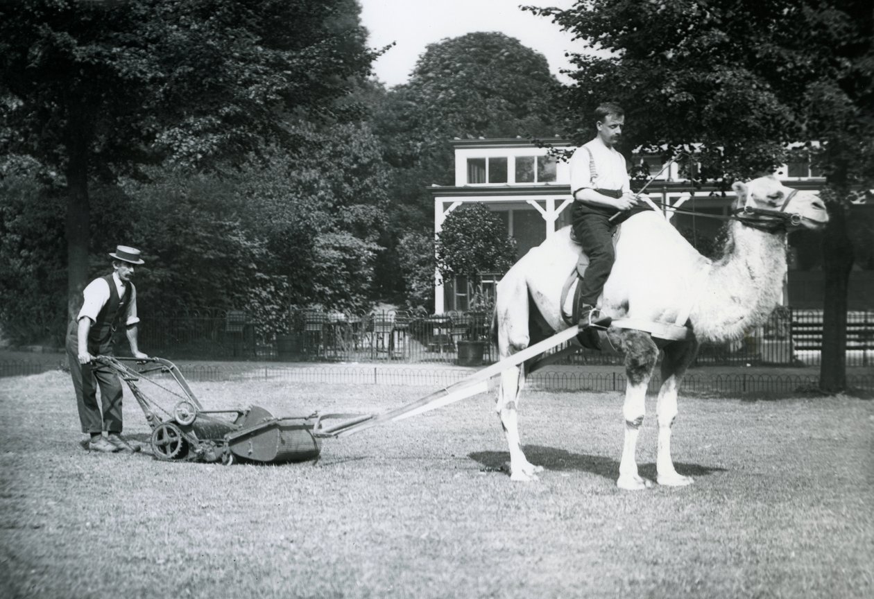Cortador de grama de camelo, montado pelo jardineiro Fred Perry no zoológico de Londres, 1913 de Frederick William Bond