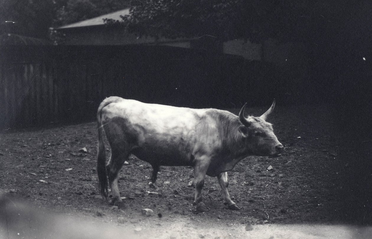 Chillingham bull no zoológico de Londres, em junho de 1917 de Frederick William Bond