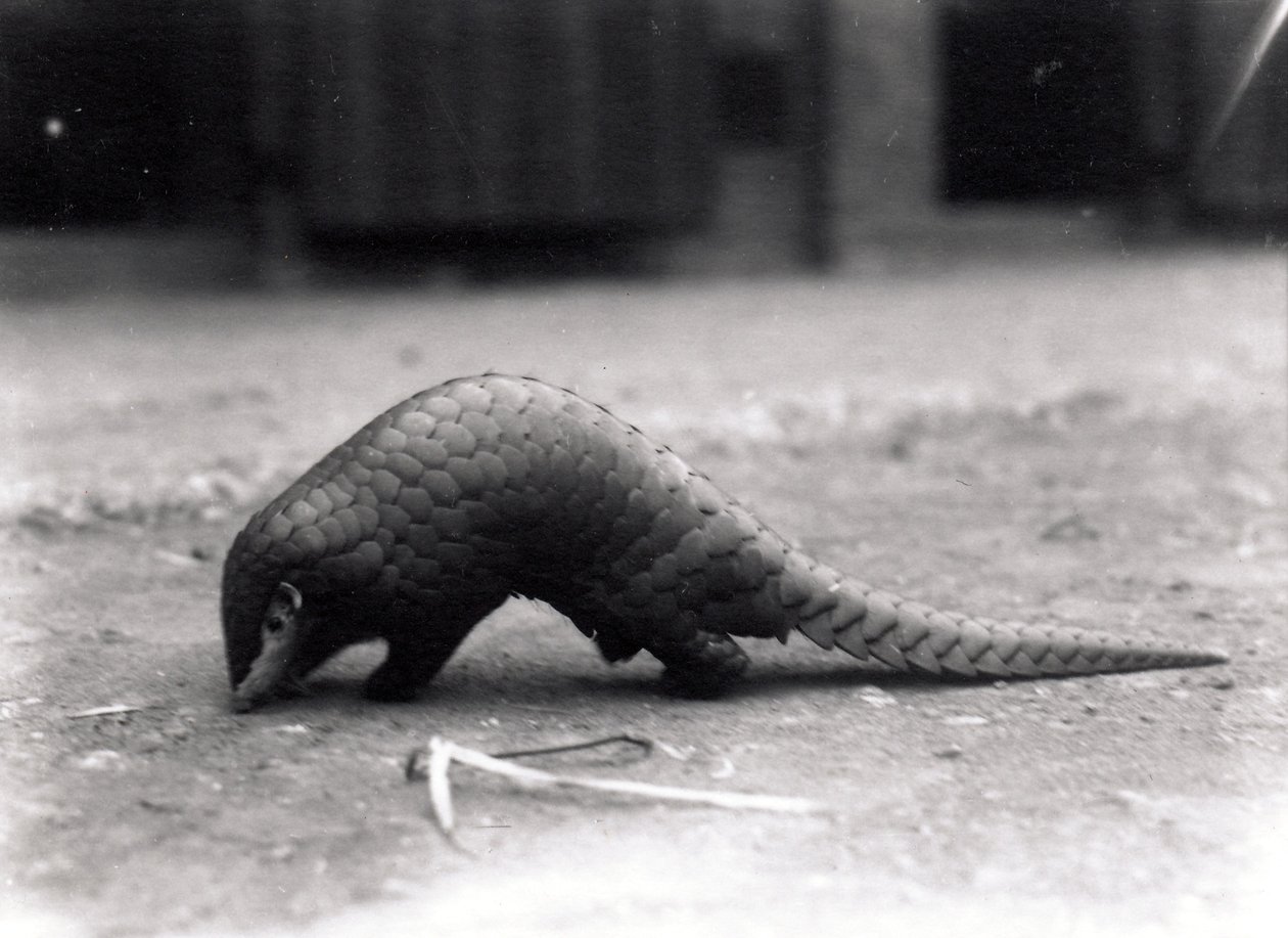 Pangolim chinês, julho de 1925 de Frederick William Bond