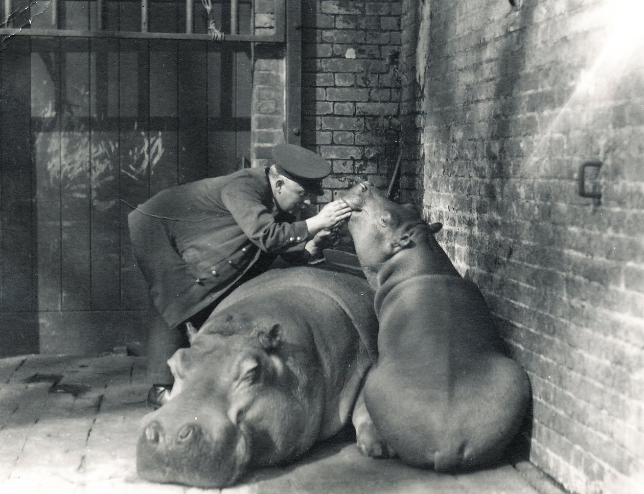 Hipopótamos comuns Jean e Jimmy com o goleiro Ernie Bowman, no ZSL London Zoo, em março de 1927 de Frederick William Bond
