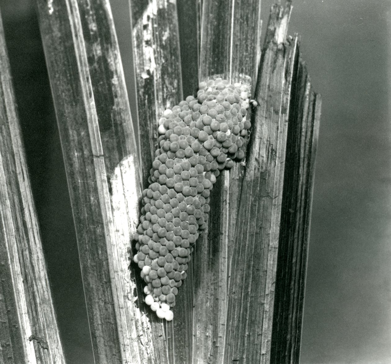Ovos da Applesnail Canalizada no Zoológico de Londres, em setembro de 1923 (foto bw) de Frederick William Bond