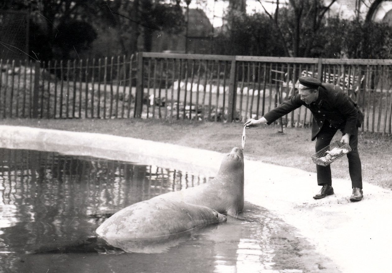 Elefantes-marinhos sendo alimentados pelo seu guardião, 1914 de Frederick William Bond