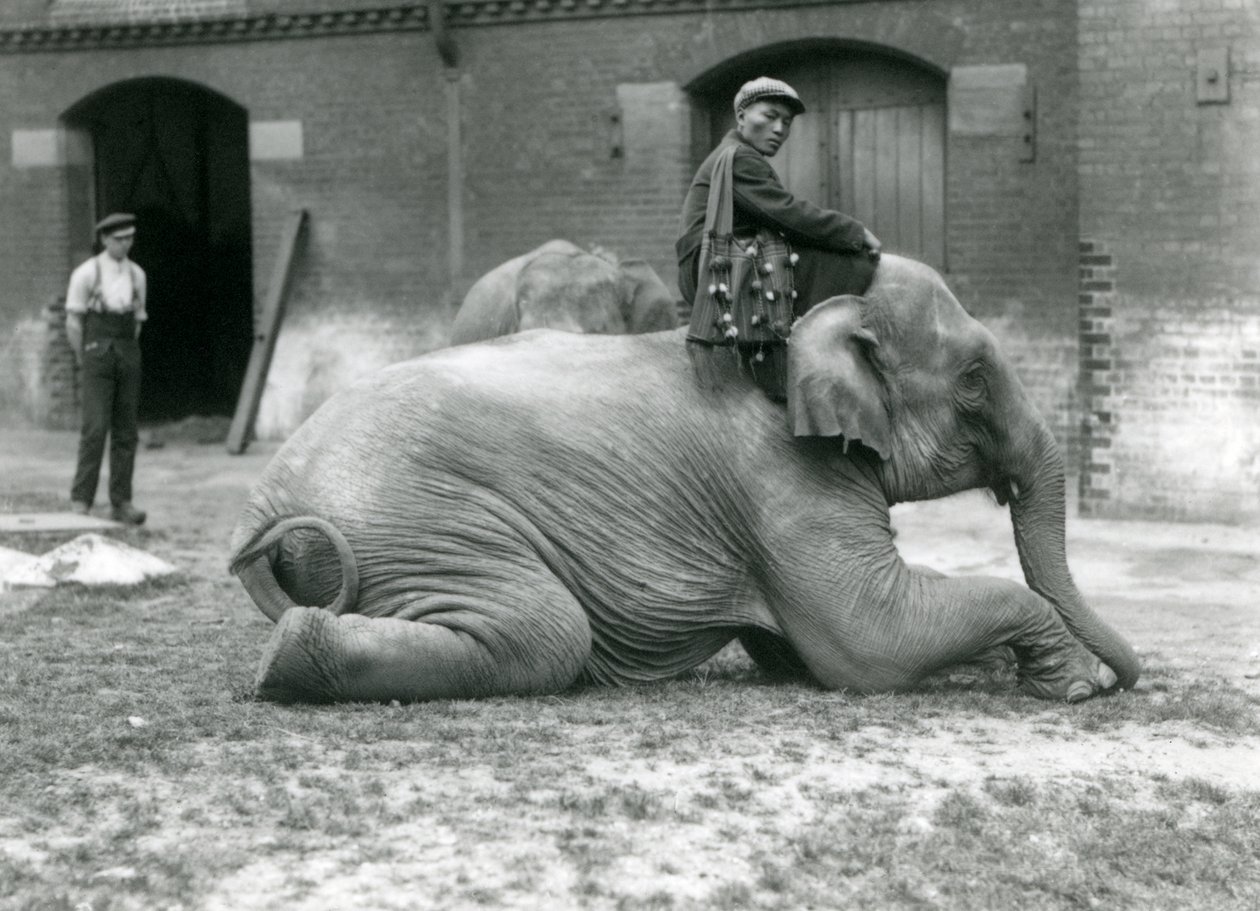 Elefante birmanês feminino Mo Gay Ko com treinador Lei Wee Lee fora da casa do elefante com um guardião e outro elefante no fundo, zoológico de Londres, 1923 (foto de bw) de Frederick William Bond