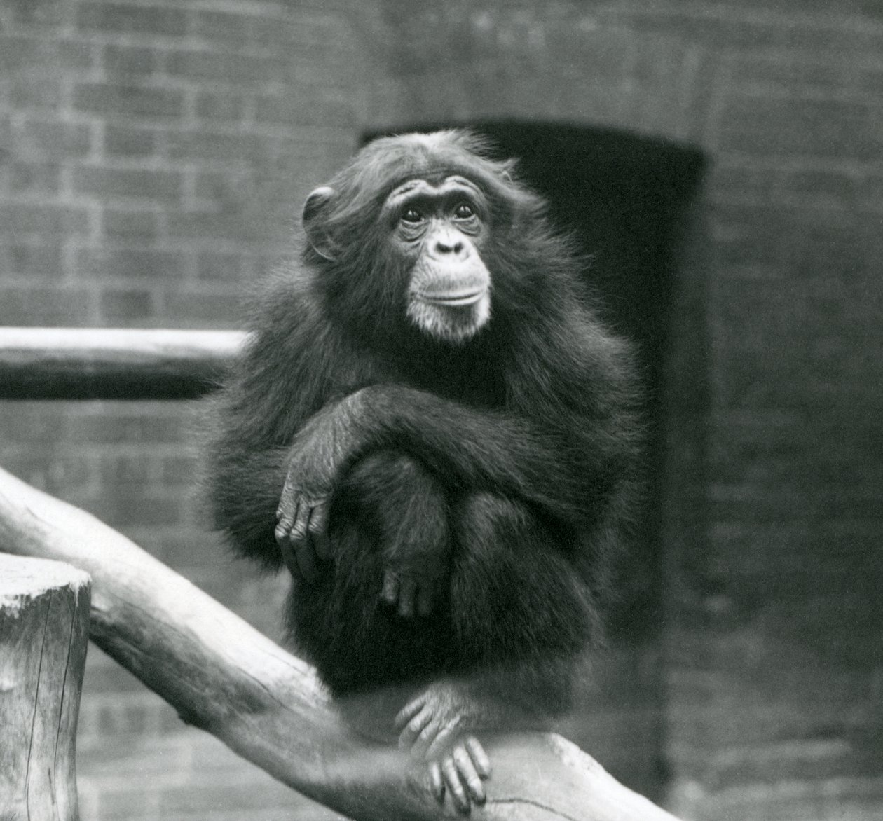 Chimpanzé fêmea Daisy senta-se em um ramo em seu recinto no zoológico de Londres, de setembro de 1923 (foto de bw) de Frederick William Bond
